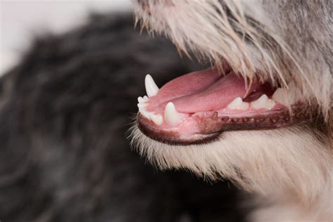 What Do I Do About Pale Gums In Dogs