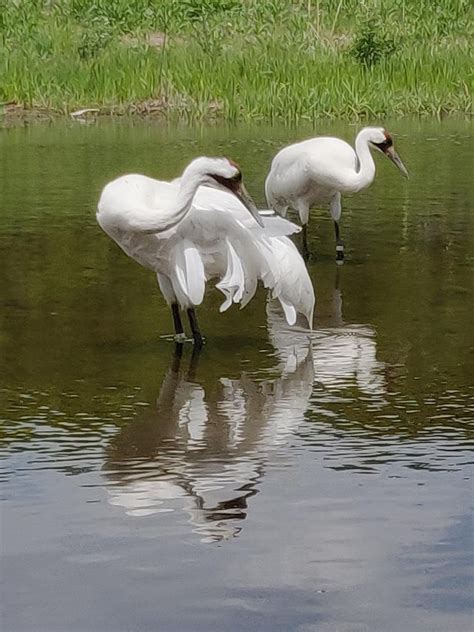 Whooping Cranes At Icf Wisconsin Smithsonian Photo Contest Smithsonian Magazine