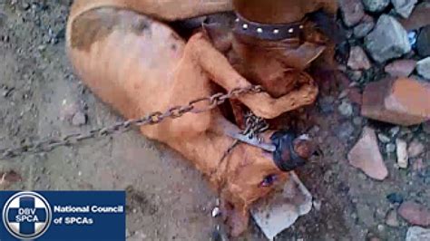 Barbaric Men Chained A Dog With Duct Tape And Used Him As