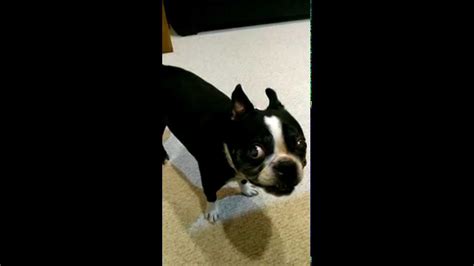 Funny Boston Terrier What Are These Sounds And Noises Youtube