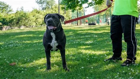 Can A Cane Corso Live In An Apartment Know The Truth