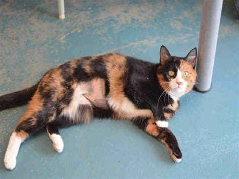 Paws atlanta has a limited amount of space for homeless cats and dogs at our shelter, and there are many more than we can house needing rescue. A1067681 | Cat shelter, Calico cat, Cats