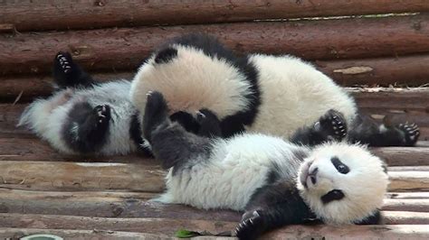 Panda Pandas Baer Bears Baby Cute 7 Wallpapers Hd Desktop And