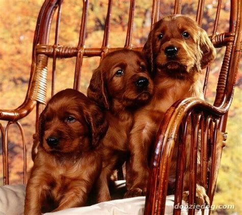 Erikrojasdesign Irish Setter Puppies Wisconsin