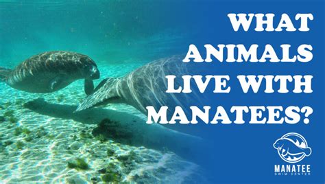50 Fascinating Facts About Manatees 2023 Edition Atonce