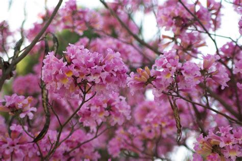 Please Help Identify This Pink Flowering Tree Flowers Forums