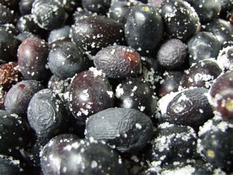 Sciacquare ed asciugare bene le olive Olive. Guida alla conservazione secondo i metodi contadini