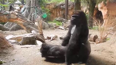 Check out this list of similarities between apes, monkeys, and humans! Funny Gorillas Mating Funny Animals Mating Compilation ...