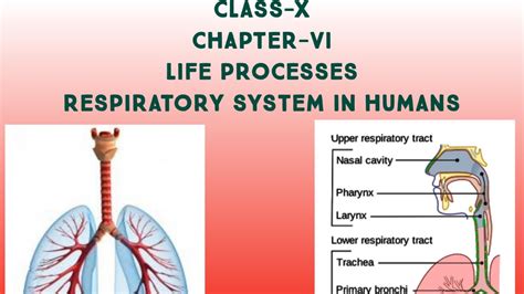 Respiratory System Respiration In Humans CBSE Class 10 Science Biology