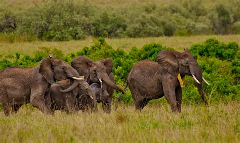 Tracking Elephant Migrations Magazine Articles Wwf