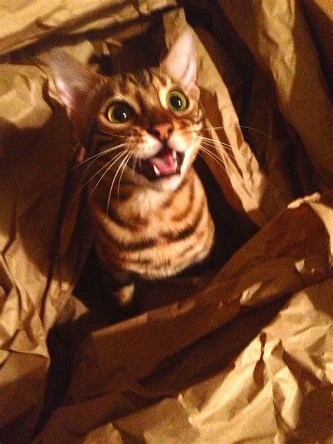 Bagel The Bengal Cat Has A Lovehate Relationship With Boxes Photos