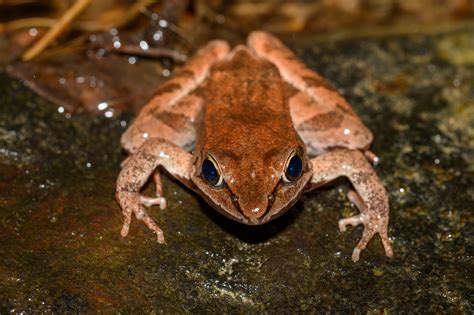 Maryland Biodiversity Project Wood Frog Lithobates Sylvaticus