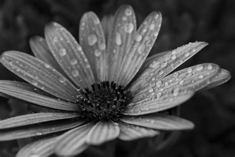 Grayscale Photo Of Flower With Water Dew Hd Wallpaper Wallpaper Flare