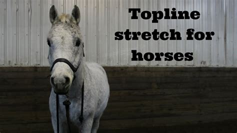 Topline Stretch For Horses Youtube