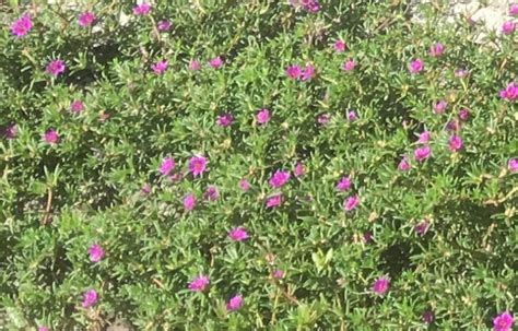 Wildflower Weed Or Groundcover Ufifas Extension Pasco County