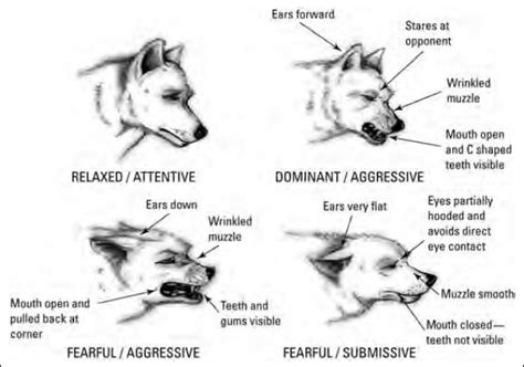 What Do Dogs Ear Positions Mean