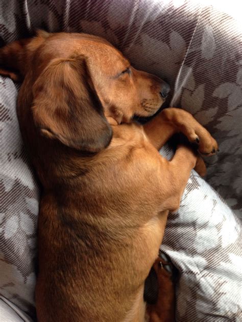 Cd baby has always been so good to me, from the very beginning of my career. Dachshund beagle mix, Mozart, sleeping like an angel ...