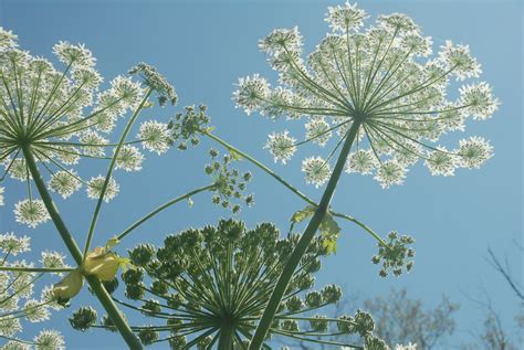 Giant Hogweed Is Like Queen Annes Lace On Crack And Stero Flickr