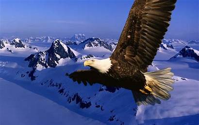 Eagle Wallpapers Desktop Eagles Bald Animals Birds