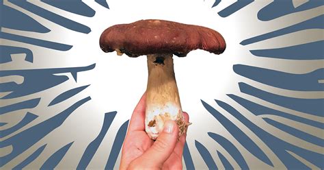 How To Use Your Wine Cap Mushroom Starter Pack Easy Mushroom Growing