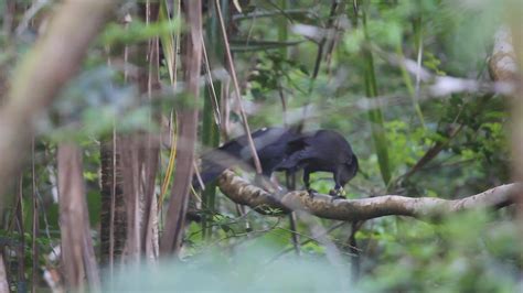 One Of The Rarest Birds In The World Mariana Crow Corvus Kubaryi