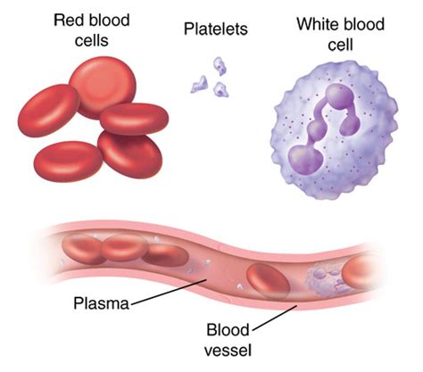 What Are White Blood Cells