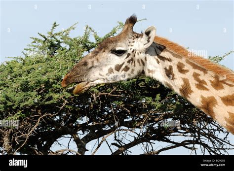Stock Photo Of A Masai Giraffe Eating From The Top Of An Acacia Tree