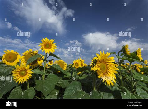 Blooming Sunflowers Under Amazing Cloudy Blue Sky Stock Photo Alamy