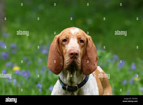 Bracco Italiano Running High Resolution Stock Photography And Images