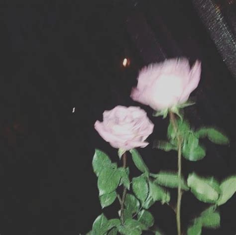 Black Rose Aesthetic Pfp