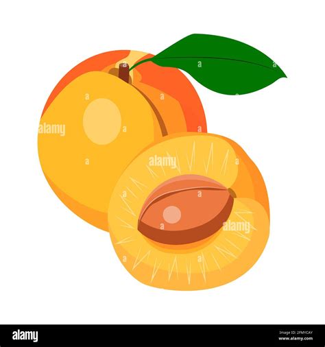 Apricot With A Leaf Whole And Half Apricot With A Stone Vector Stock