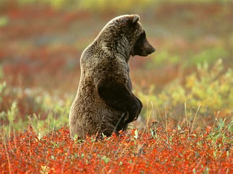 Grizzly Bear Denali National Park Alaska Wallpapergeeks Com