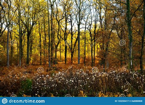 Autumn Colors On Forest Border Withered Wild Flowers And Ferns Stock