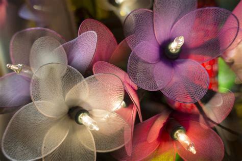 Mesh Flower Christmas Lights With Various Colors Stock Image Image Of