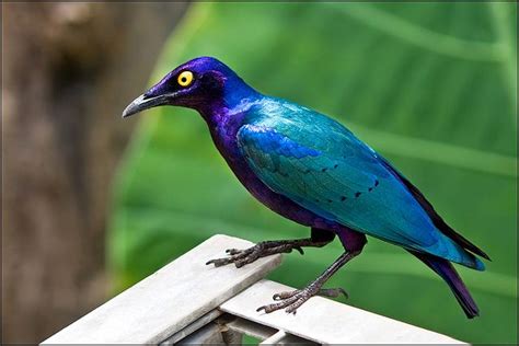 10 Best Images About Top 10 Most Rare Rainforest Birds On Pinterest