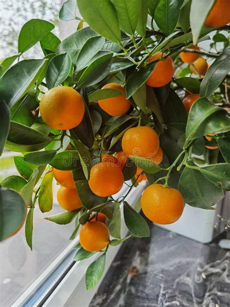 Calamondin Fruits Cmall Citrus Stock Photo Image Of Asian