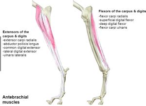 Depending on the reason for the deformity, there can be a breed. dog: dog anatomy muscles and tendons