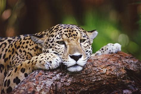 Jaguar Panthera Onca Portrait Belize Photograph By Gerry Ellis
