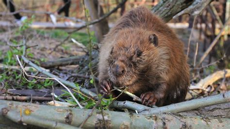 Watch Sunday Morning Beavers A Rodent Success Story Full Show On Cbs