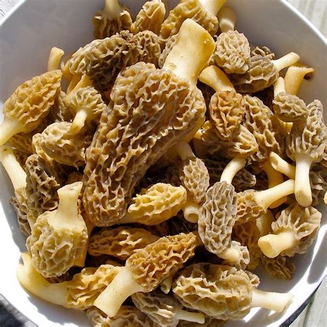 Cluster Of Wild Morel Mushrooms Stuffed Mushrooms Edible Mushrooms