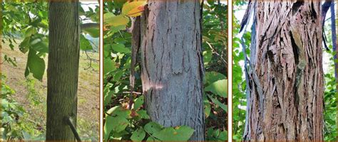 Expect only 50 to 75 percent of shagbark. Hickory Nuts: Foraging for Pignut and Shagbark Hickory Nuts