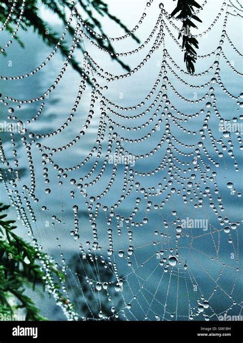 Spider Web In Morning Dew Stock Photo Alamy