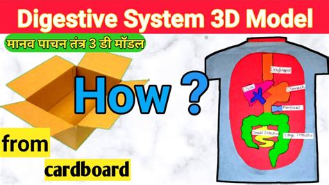How To Make Digestive System D Model Human Digestive System From