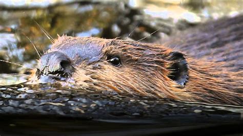 The First Baby Beavers Have Been Born In A River In England For More