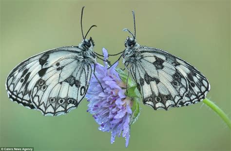 Feb 01, 2018 · when pickled in a salt brine, immature nasturtium seed capsules taste like capers. The beautiful butterflies which look like exotic plants as ...