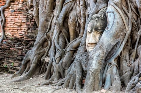 Premium Photo Ayutthaya Head Of Buddha Statue In Tree Roots Wat