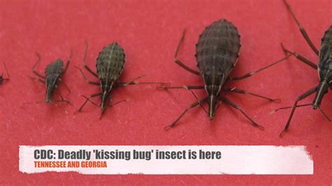 Deadly Kissing Bug Insect Now In Georgia Tennessee Youtube