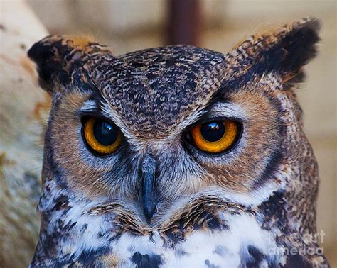 Yellow Eyed Wise Old Owl Photograph By Jerry Cowart Fine Art America