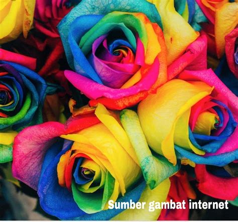 Wow 26+ Bunga Mawar Berwarna Warni