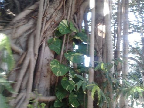 Fertilize your money tree during the growing season. Garden Care Simplified: Golden Pothos, Extra Large Money Plant